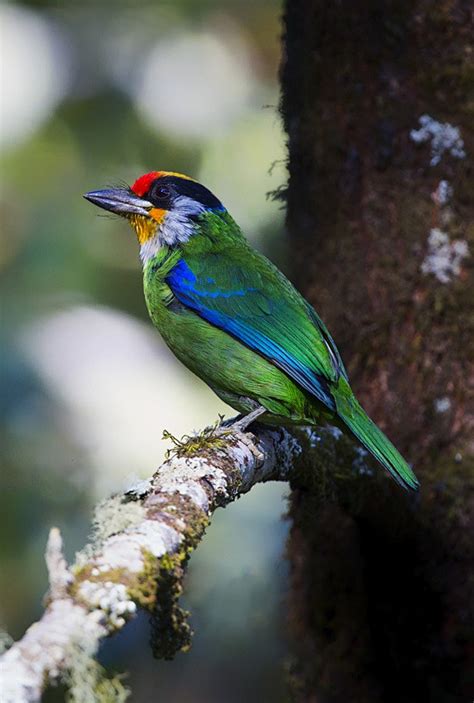 金喉拟啄木鸟：鸟纲，国家三级保护动物