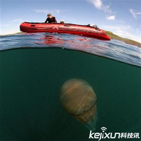 巨型水母掀翻10吨捕鱼船_视频中国_中国网