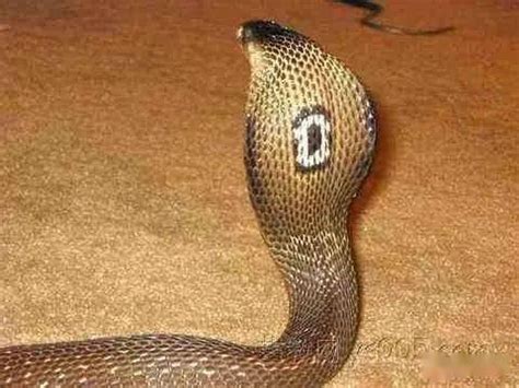 中华本土的眼镜蛇，能让全村吃饭的蛇，我国的十大毒蛇之一_国家