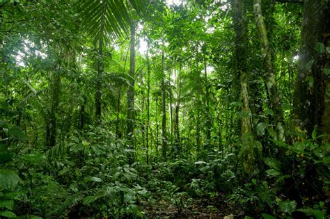 世界上最大的热带雨林，面积超过大半个中国，号称“地球之肺”