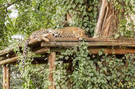 一只豹子睡在肯尼亚内罗毕高清图片下载-正版图片507230020-摄图网