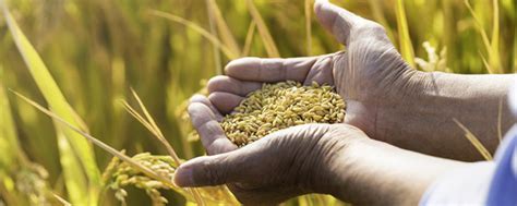 “黍”与“粟”到底是什么区别？还是中国最早的食用本草