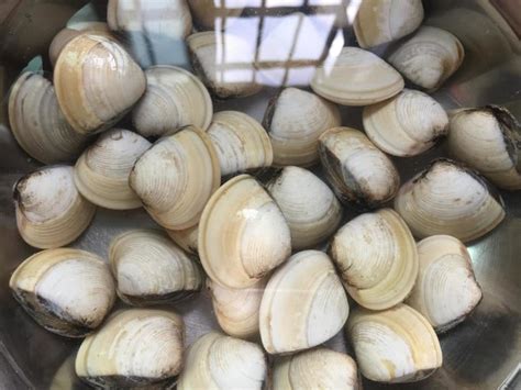 海扇贝午餐美味贝壳营养用餐烹饪海鲜美食甲壳类贝类高清图片下载-正版图片321602611-摄图网
