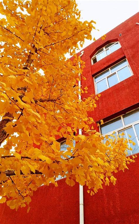 【图片】徜徉在惠园的秋天——校园秋景-对外经济贸易大学新闻网