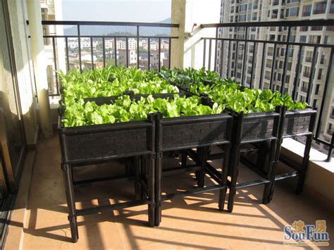 阳台怎么种生菜 - 花百科