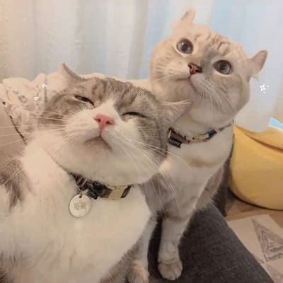 非主流情侣头像紫色猫