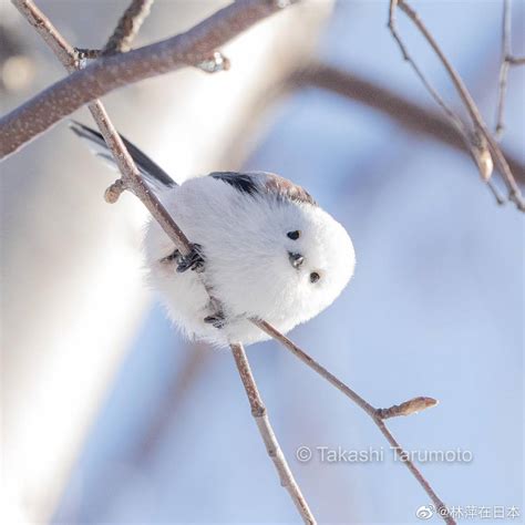 银喉长尾山雀，北海道最萌物种，有“雪之妖精”之称