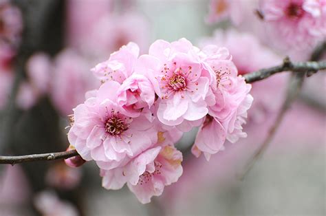 2021春季赏花指南：桃、李、杏、樱、梅……让你赏花不再脸盲_凤凰网