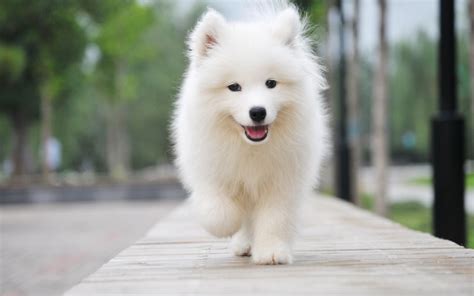 纯种萨摩耶犬幼犬狗狗出售 宠物萨摩耶犬可支付宝交易 萨摩耶犬 /编号10038600 - 宝贝它