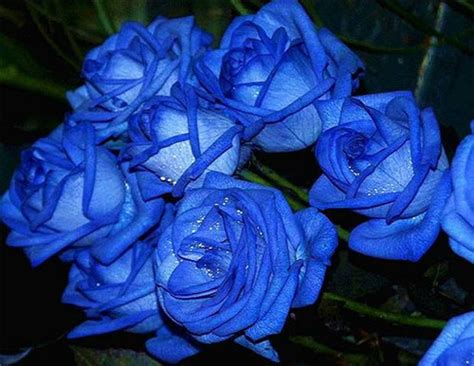 黑玫瑰的花语及朵数含义 不同颜色的玫瑰象征_花卉花语__南北花木网