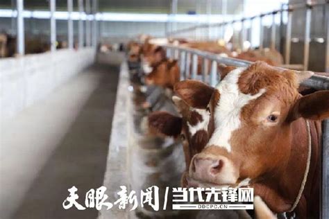 2个月小黄牛价格 贵州本地黄牛活牛 通凯 任意挑选 贵州肉牛养殖场