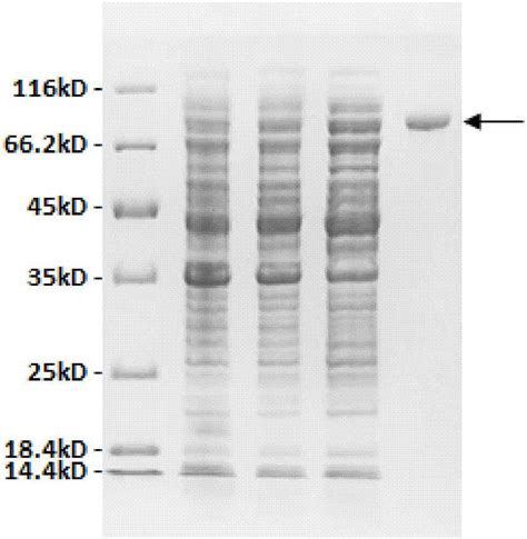 一种链霉菌属来源的透明质酸裂解酶HyaL16‑3及其编码基因与应用的制作方法
