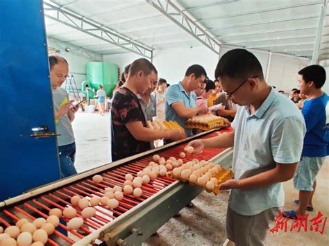 永州电大：农民大学生实践教学活动走进蛋鸡养殖基地 - 教育资讯 - 新湖南