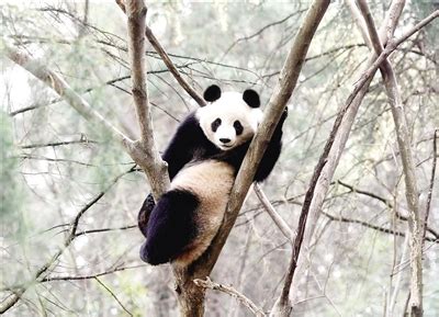 2016年红山森林动物园“我为熊猫栽竹子”活动圆满结束