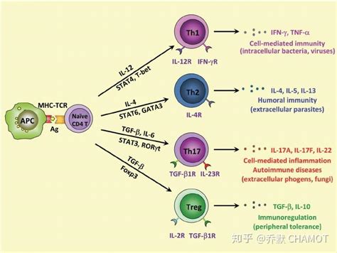 10X单细胞空间（RNA、ATAC、Spatial）联合分析剖析类风湿关节炎中炎症相关滑膜成纤维细胞的异质性及其驱动因素 - 知乎