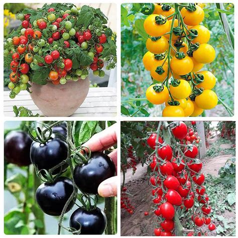 西红柿水果樱桃小番茄千禧红圣女果种籽春秋四季盆栽蔬菜种子苗孑-阿里巴巴