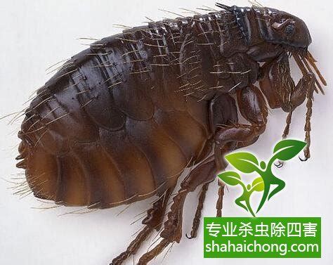 跳蚤的种类 - 上海凯迈生物科技有限公司
