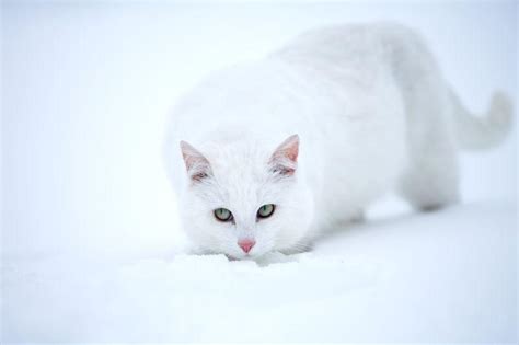 雪地上的猫咪图片-蹲坐在雪地上的猫咪素材-高清图片-摄影照片-寻图免费打包下载
