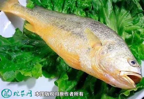 小黄鱼多少钱一斤，附营养价值和挑选方法-农百科