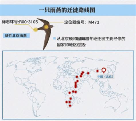 全球共有8条候鸟迁徙路线