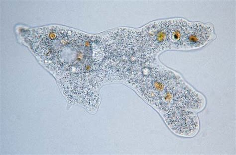 [变形虫（阿米巴）amoeba-尾未端结构（放大）]_食品微生物检验_食品检测技术_食品图库_食品伙伴网