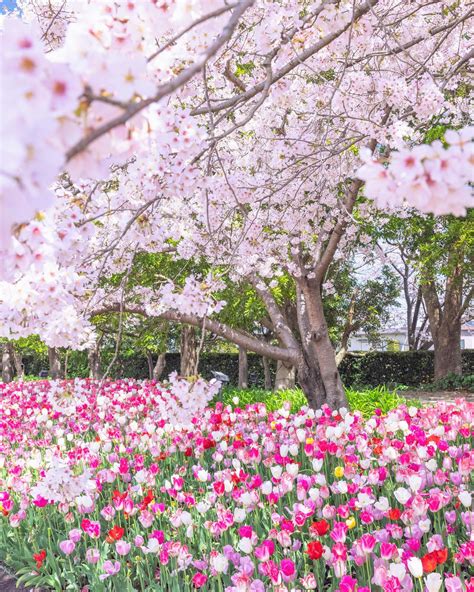 日本三重県桑名市なばなの里郁金香樱图片