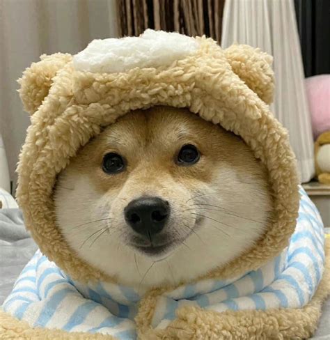 甜美女生柴犬头像
