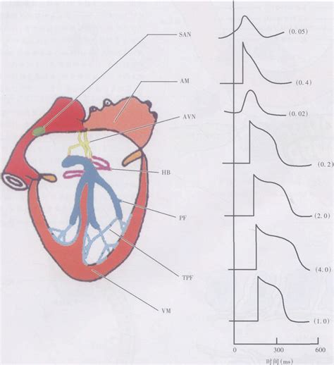 图3-1-42 心脏各部分心肌细胞的跨膜电位和电兴奋传导速度-人体解剖学与组织生理病理学-医学