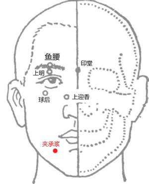 承浆的准确位置图图片 承浆的准确位置图图片