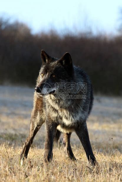 西北狼Canislupusoccidentalis站在草地上狼lupus高清图片下载-正版图片506363694-摄图网