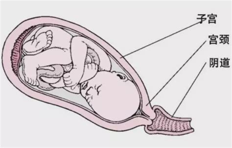 剖腹产时，上午剖和下午剖有何区别？不想顺产的孕妇要提前了解 - 知乎