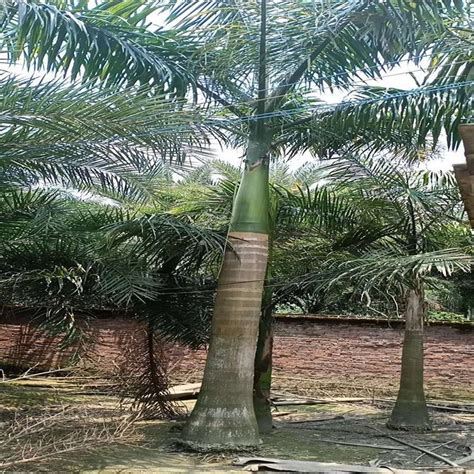 大王椰子树多少钱一颗 1米2米3米大王椰子树价格 - 花木网
