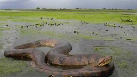 世界上最大的十种蛇