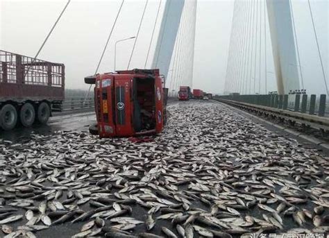 [网连中国]9地超市活鱼正常在售 石家庄、济南活鱼仍“不见踪影”--地方领导--人民网