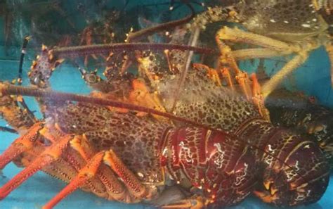 澳洲大龙虾活的图片,澳洲大龙虾图片,澳洲大龙虾图片餐桌上_大山谷图库