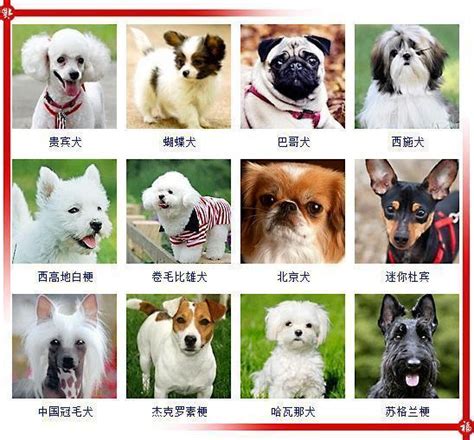 宠物狗的种类图片大全（一图认识所有狗狗种类） - 胖萌舍宠物网