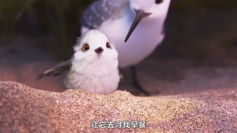 奥斯卡获奖动画短片《鹬》，皮克斯堪称迪士尼最强动画团队，小鸟太可爱了！