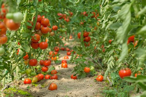 普罗旺斯西红柿图片_普罗旺斯西红柿素材下载_红动中国