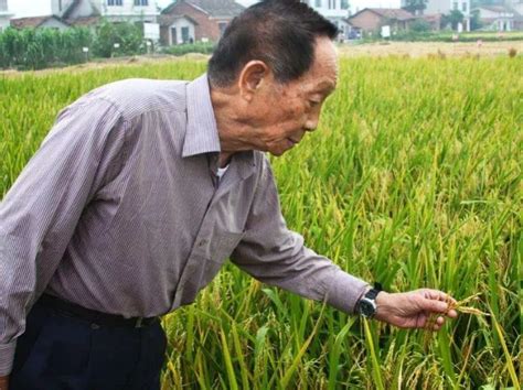 袁隆平研究水稻的事迹、袁隆平研究水稻的事迹好像什么造句 - 国内 - 华网