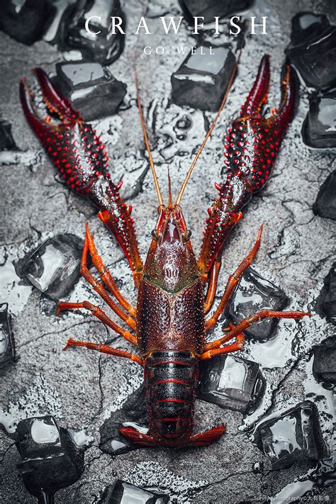 小龙虾的生活习性及特点 - 百科 - 酷钓鱼