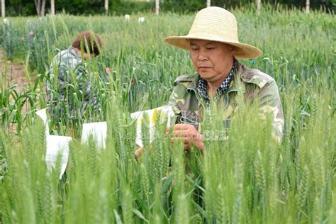甘肃天水：小麦杂交育种-人民图片网