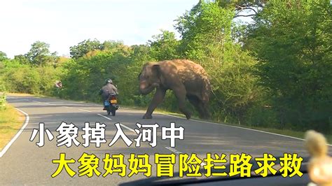 一头泰国小象真实的故事 | 泰国驯象视频曝光_凤凰网