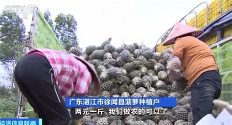 广东徐闻菠萝价暴跌至近20年最低 果农将抱团闯市场_新浪新闻
