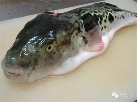 中国十大毒鱼：河豚上榜，它是海洋里的医生_动物之最_第一排行榜