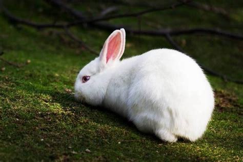 菲林农庄： 养殖家兔的10大利好（最适合小型农庄饲养的动物） - 知乎