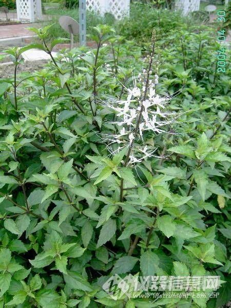 碎石草药大全图片