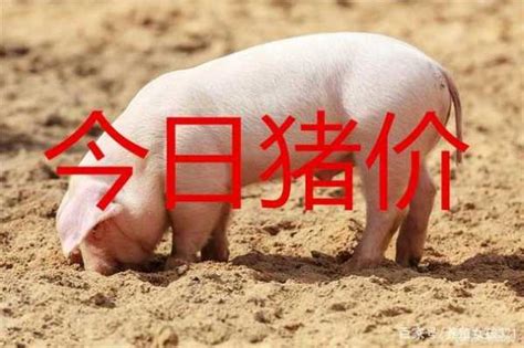 云南猪价为什么下跌（云南猪价会涨到16元吗）-云南省种畜推广中心