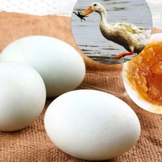 【海鸭蛋】海鸭蛋价格 海鸭蛋和咸鸭蛋的区别_什么值得买