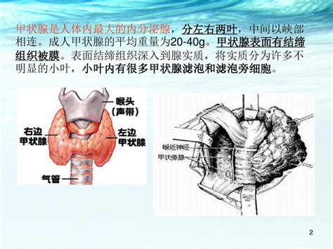 天然木脂素的代谢工程和合成生物学研究进展