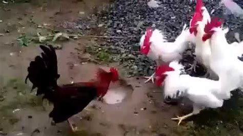公鸡决斗，一只红公鸡大战8只白公鸡，丝毫不怂_腾讯视频